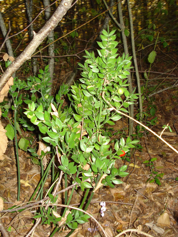 Ruscus aculeatus/Pungitopo